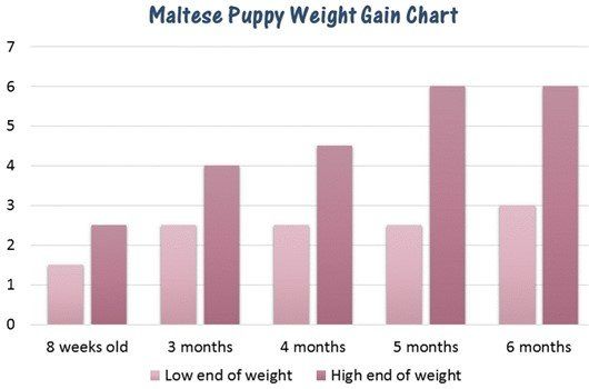Maltese puppy weight gain chart
